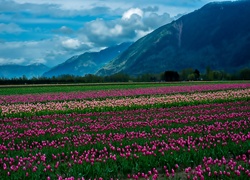Plantacja, Tulipanów, Góry