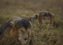 Lwy, Padający, Deszcz