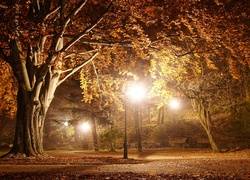 Park, Drzewa, Jesien