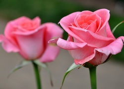 Rozowe, Roze