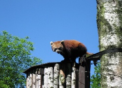 Czerwona, Panda, Pandka ruda