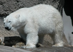 Niedźwiedź, Polarny, Skały