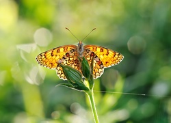 Motyl, Motylek