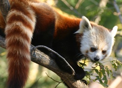 Czerwona, Panda, Pandka ruda