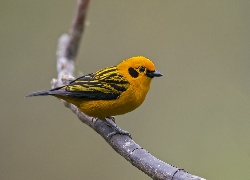 Tanager, Zloty