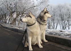 Psy, Śnieg, Zima, Siberian Husky