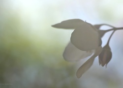 Jaśmin, Kwiat