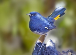 Niebieski, Ptak, Błękitniczek
