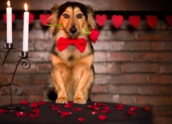 Pies, Roza, Walentynki, Miłosne