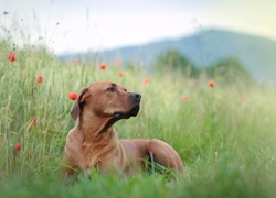 Rhodesian ridgeback