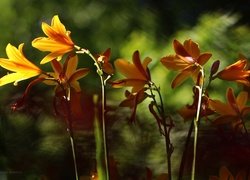 Lilie, Żółte, Kwiaty
