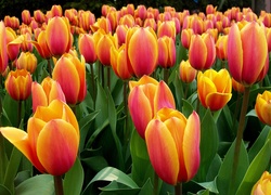 Tulipany