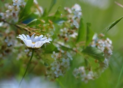 Margerytka, Biały, Kwiat