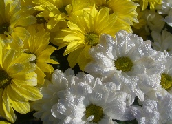 margerytki, Białe, Żółte, Kwiaty, Poranna, Rosa