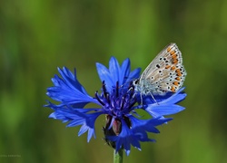 Motyl, Modraszek, Chaber