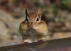 Wiewiórka, Chipmunk