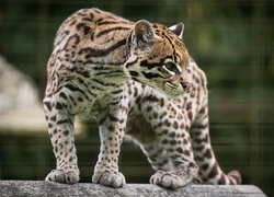 Ocelot