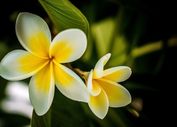 Plumeria