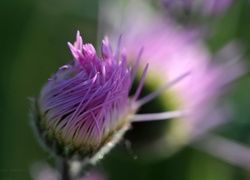 Aster, Pąk, Fioletowy