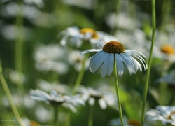 Margerytki, Białe, Kwiaty