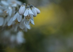 Krzew, Białe, Kwiaty