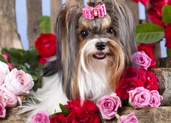 Pies, Yorkshire, Terrier, Roze