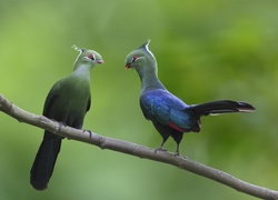 Ptaki, Turaco, Para