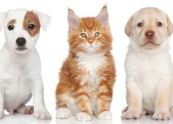 Pies, Jack Russell Terrier, Kot, Maine Coon, Labrador Retriever