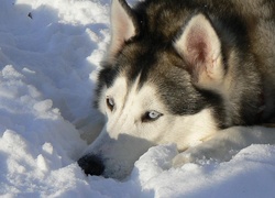 Siberian Husky, Śnieg