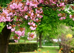 Park, Drzewo, Migdałowiec