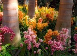 Egzotyczny, Park, Orchidea