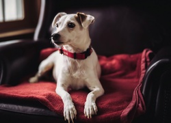 Jack Russell Terrier, Pies, Fotel, Czerwona, Poduszka