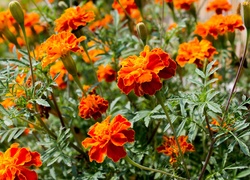 Pomarańczowe, Kwiatki, Aksamitki