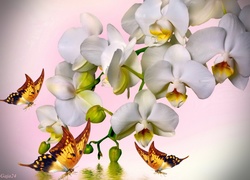 Białe Storczyki, Żółte Motyle, Art