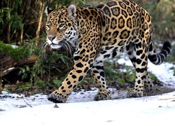 Jaguar