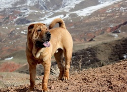 Shar Pei