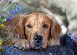 Golden Retriever, Kwiatki