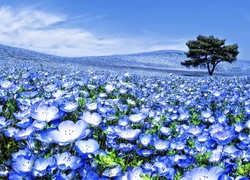 Niebieskie, Kwiaty, Pola, Drzewo, Uprawa