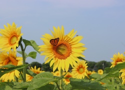 Kwiaty, Sloneczniki, Motyl