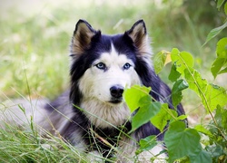 Alaskan malamute