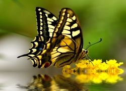 Żółte, Kwiaty, Motyl, Paź królowej, Odbicie