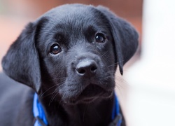 Labrador retriever, Czarny, Szczeniak