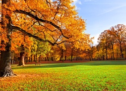 Park, Drzewa, Łąka