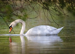 Łabędź, Gałęzie, Woda