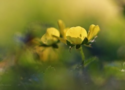 Jaskier, Żółty, Kwiat