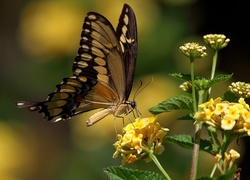 Motyl, Motylek, Żółte, Kwiatki