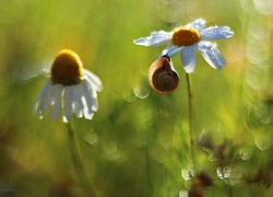 Ślimak, Margerytka, Bokeh