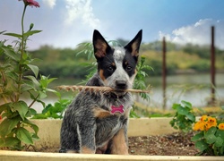 Australian cattle dog