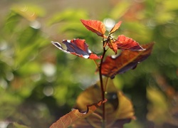 Liście, Kolorowe, Bokeh