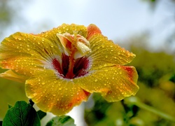 Żółty, Hibiskus